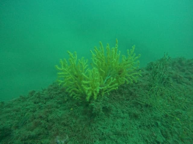 Gorgone jaune vif accrochée à un fond rocheux couvert d'algues