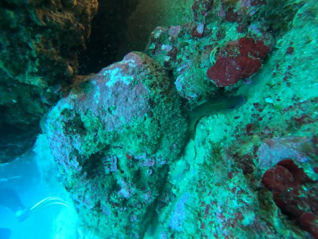 Paroi rocheuse sous-marine tapissée d'éponges rouges et d'algues, explorée lors d'une plongée