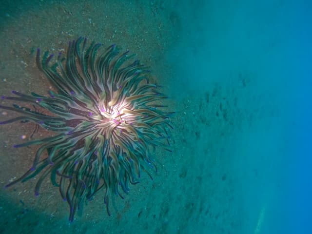 Anémone de mer aux longs tentacules violets posée sur le fond sableux