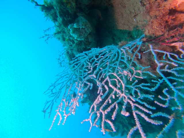 Gorgone rose accrochée à un surplomb rocheux dans l'eau bleue de la Méditerranée